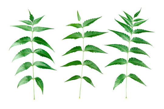 green plant isolated on white A set of neem tree green leaves on transparent background, three Detailed Botanical photo of Neem Leaves Highlighting the Symmetrical Arrangement and Serrated Edges of  - Powered by Adobe