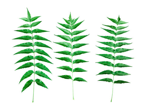 set of neem tree green leaves on transparent background, three Detailed Botanical photo of Neem Leaves Highlighting the Symmetrical Arrangement and Serrated Edges of Azadirachta indica Foliage