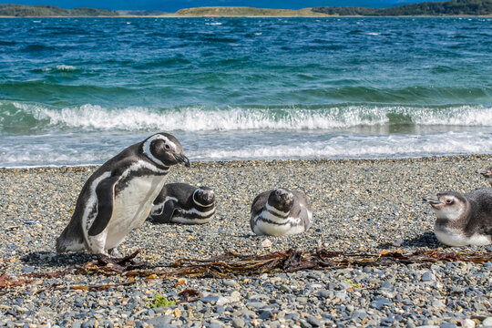 Magellanic penguins colony on Isla Martillo in Ushuaia, Argentina. Patagonia and Tierra del Fuego South America marine wildlife. Pinguins on a seashore