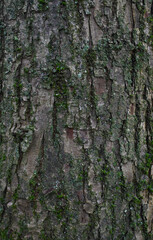 Beautiful close-up of the bark of tilia japonica
