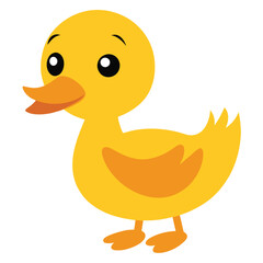 cute little duck 