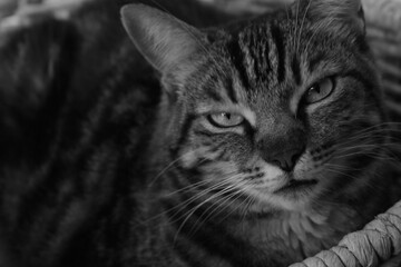 Adorable chat dans un panier