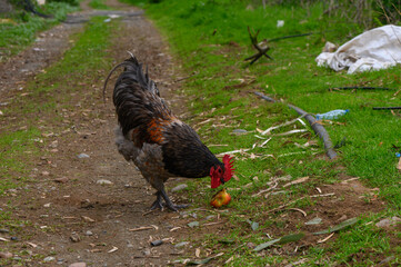 Rooster forages for food along a rustic path surrounded by lush greenery