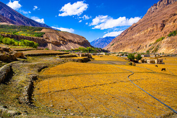 Shimshal village, remote village in Karakoram mountains. Cows and beautiful sunny day. 