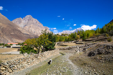 Shimshal village, remote village in Karakoram mountains. Cows and beautiful sunny day. 