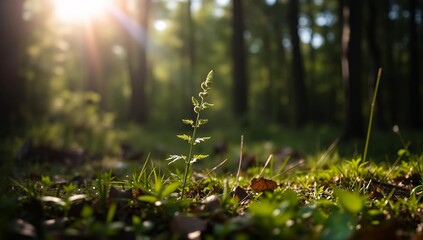 Pequena muda de arvore crescendo sobre o chão de uma floresta