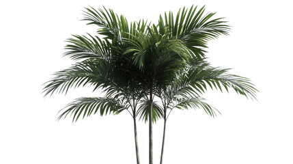 Palm tree transparent background