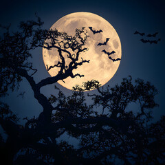 Fototapeta premium Full moon night scene with silhouetted trees and bats. Spooky, mysterious atmosphere.