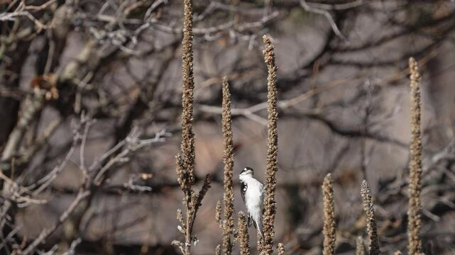 Downy Woodpecker pecking on mullein plant in Utah.