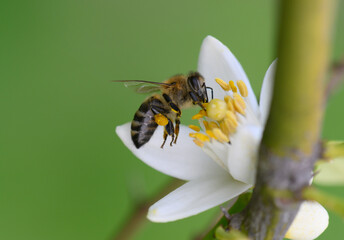 Buzzing among blossoms in a vibrant garden on a sunny day