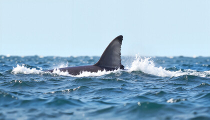 Naklejka premium Great white shark fin breaching ocean waves, marine majesty