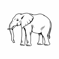 elephant isolated on white