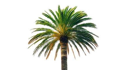 Palm tree transparent background