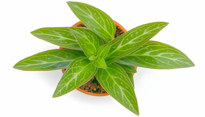 Obraz premium Aerial view of a potted houseplant with vibrant green leaves, isolated on white background; ideal for home decor websites or gardening blogs