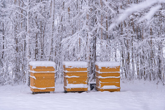 Three snow-covered yellow beehives in snowy winter day