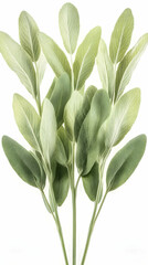 Obraz premium Artificial sage sprig, green leaves, isolated white background, home decor, crafting