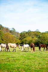 herd of horses on the Spanish meadow
