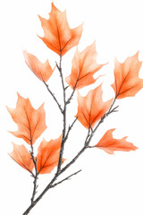Naklejka premium Autumn leaves branch isolated on white; fall foliage, nature background, design element, seasonal decoration
