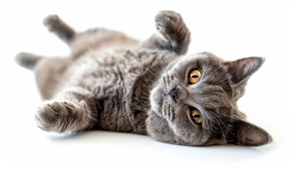 Fototapeta premium Playful grey british shorthair cat lying on topaz standard indoor setting close-up feline photography