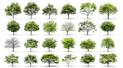 Collection of various tree types isolated on white background for landscape design and environmental projects