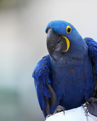 Hyacinth macaw Free-flying training bird standing on a perch.