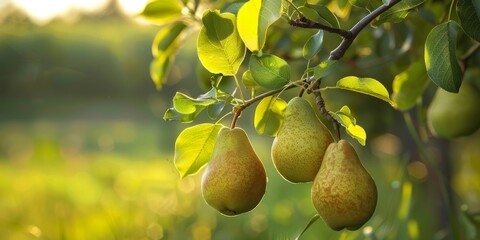 Ripe pear hanging on a tree. Cluster of ripe Pears growing on a branch of tree. Green natural orchard blurred background. Organic eco bio farming. Fruit garden. Plantation. Harvesting. Pears fruits