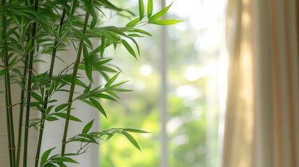 Lush Green Bamboo Plant by Window with Sheer Curtains, Natural Light