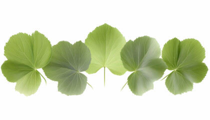 Five green leaves arranged horizontally on white background; nature, botany, design element for website, card
