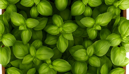Fresh basil plants in a container, overhead view.  Perfect for culinary or gardening websites