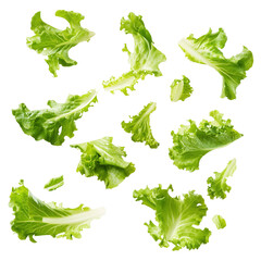 Falling fresh green lettuce salad leaves isolated on white and transparent background