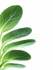 Fresh green Bok Choy leaves, vibrant, healthy, isolated on white, for food or health blogs