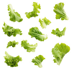 Falling fresh green lettuce salad leaves isolated on white and transparent background