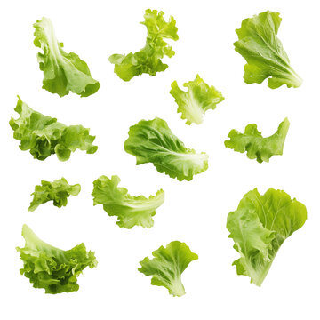 Falling fresh green lettuce salad leaves isolated on white and transparent background