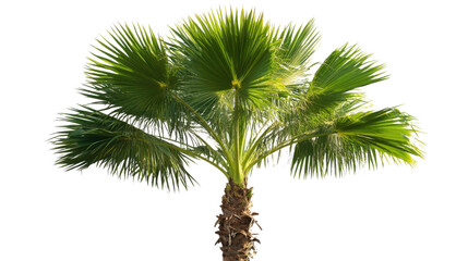 Palm tree transparent background
