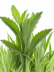 Obraz premium Fresh green herbs, close-up, studio shot, white background, ingredient for cooking or medicine