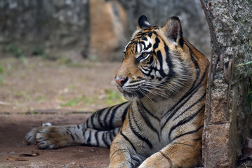 portrait of a male sumatran tiger