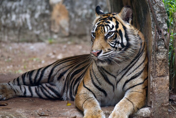 Fototapeta premium portrait of a male sumatran tiger