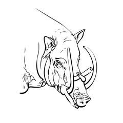Male babirusa hand drawn portrait, Animal of swine family species found in Indonesia, With the upper tusks grow though the top of its snout, Vector sketch