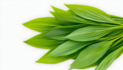 Fresh green leaves bunch, isolated on white background. Ideal for health, nature, or spring themes