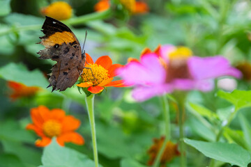 A stunning butterfly gracefully perches on a bright flower amidst a lush garden. The vivid colors of the petals contrast beautifully with the delicate wings, creating a serene natural moment. 