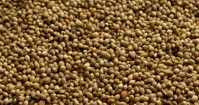 Top view of dried coriander seeds as background texture, table spin. Vertical video.