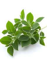 Fresh green leaves sprig, isolated on white background, for healthy food or cosmetic use