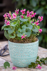 pink Duftveilchen (Viola odorata) im Topf im Garten