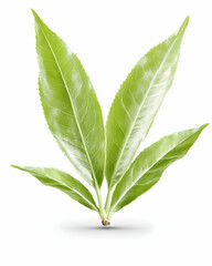 Fresh green tea leaves, close-up studio shot, isolated on white background, perfect for packaging or tea product design