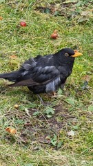 black bird on the ground