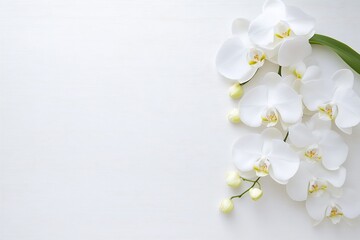 Delicate White Orchid Flowers and Buds Against Subtle White Background : Generative AI