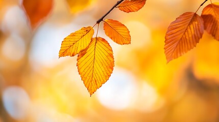 Obraz premium Autumn Leaves in Vibrant Colors Gracefully Hanging on a Branch with Blurred Background : Generative AI