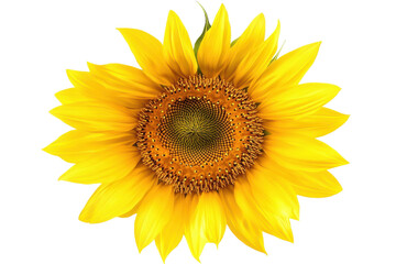 Naklejka premium Bright yellow sunflower with a detailed center blooms under daylight against a white background
