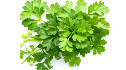 Fototapeta premium Fresh parsley bunch, close-up studio shot, white background, healthy food ingredient