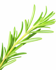 Obraz premium Fresh rosemary sprig, isolated on white background, ideal for culinary or herbal recipes and websites